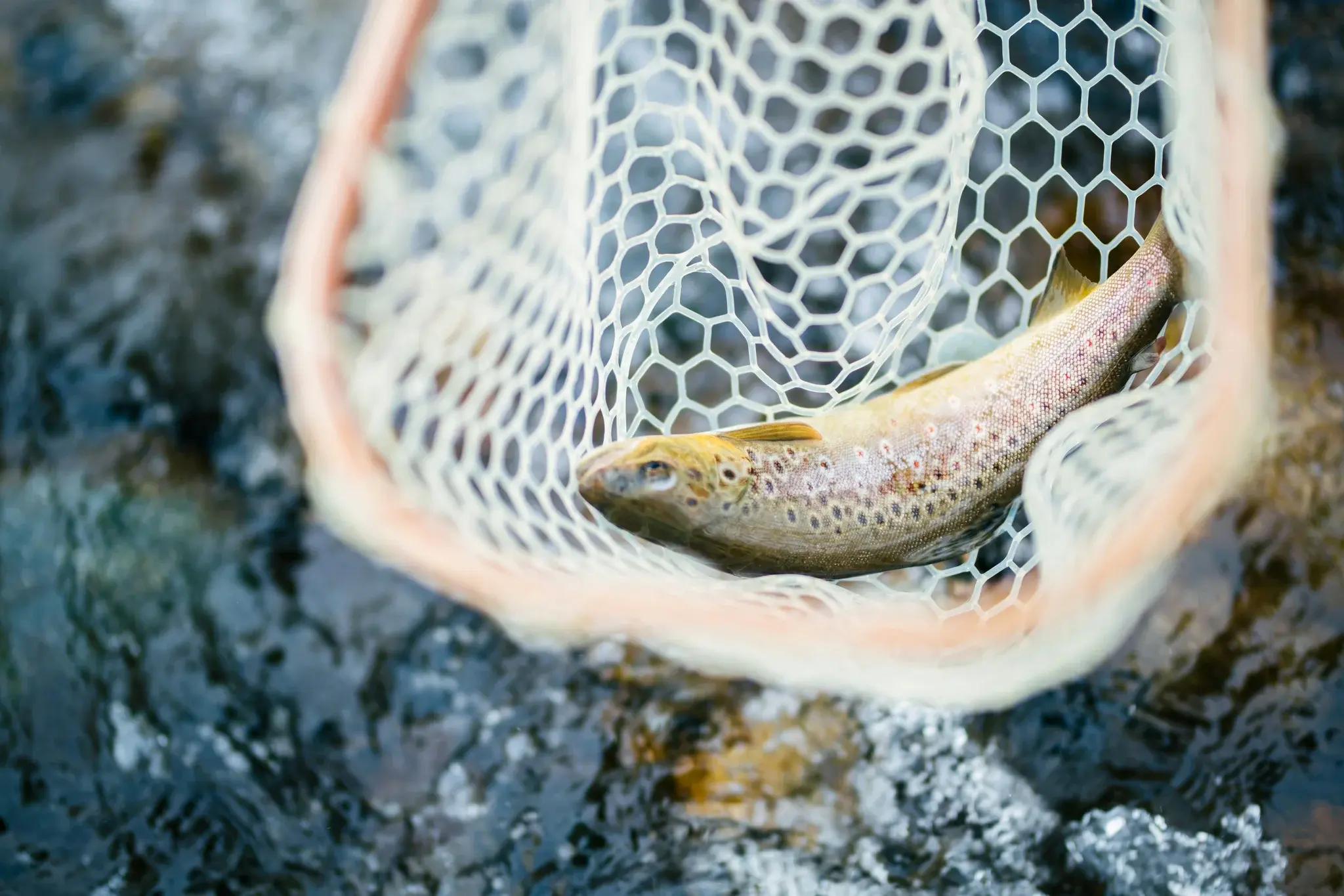 Fly-Fishing